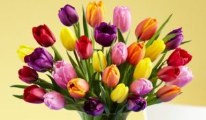 tulips-glossary_110603